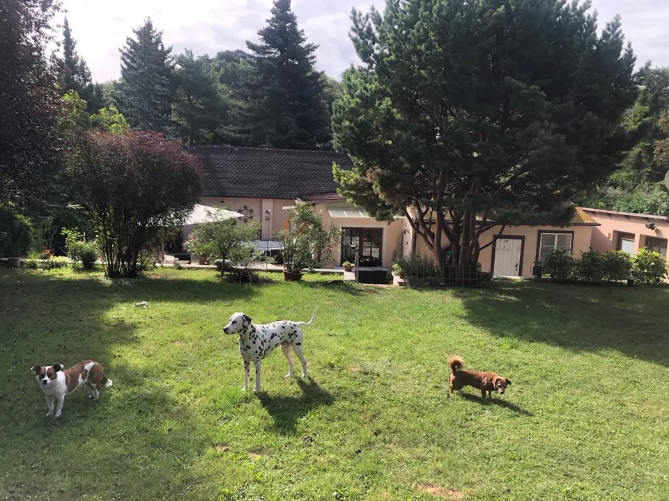 Drei Hunde auf der Wiese im eingezäunten Garten, dahinter das Haus